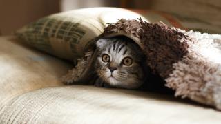 purrr 0.3.0